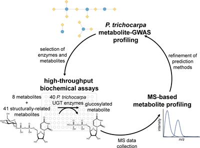 Validation of a metabolite–GWAS network for Populus trichocarpa family 1 UDP-glycosyltransferases